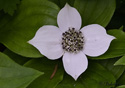 Cornus canadensis